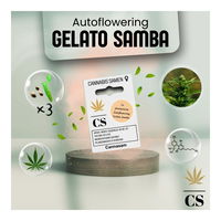 Cannabis Saatgut Hanf 'Autoflowering Gelato Samba'