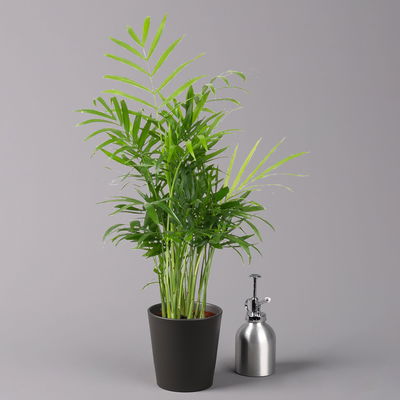 Bergpalme mit Keramiktopf anthrazit, Topf-Ø 12 cm, Höhe ca. 30 cm, 3er-Set