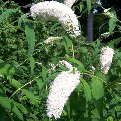 Sommerflieder, Buddleja davidii 'Peace', weiß, Topf 5 l