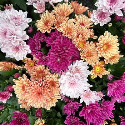 Chrysantheme Trio 'Sweet Melange', apricot-rosa-lila, Topf-Ø 12cm, 6 Pflanzen Chrysantheme Trio 'Sweet Melange', apricot-rosa-lila, Topf-Ø 12cm, 6 Pflanzen