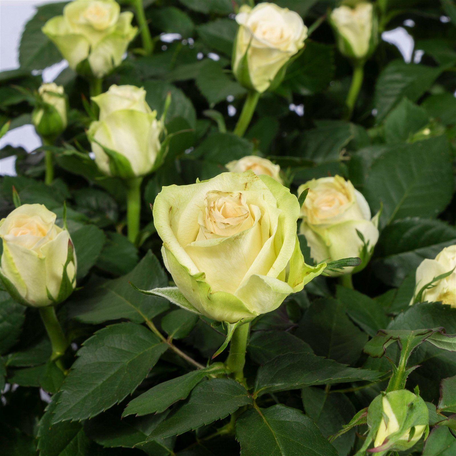 Rose Patio, weiß, Topf-Ø 13 cm, 6er-Set