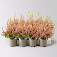Knospenheide 'Gardengirls® Golden Angie', rosa, Topf-Ø 10,5 cm, 8 Pflanzen