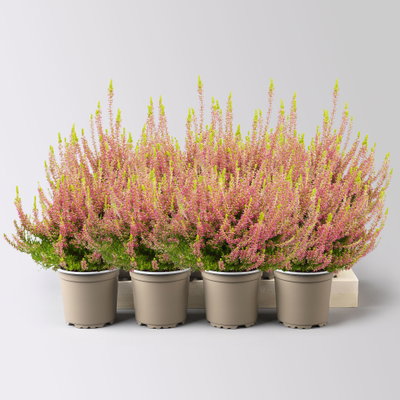 Knospenheide 'Gardengirls® Golden Angie', rosa, Topf-Ø 10,5 cm, 8 Pflanzen Knospenheide 'Gardengirls® Golden Angie', rosa, Topf-Ø 10,5 cm, 8 Pflanzen