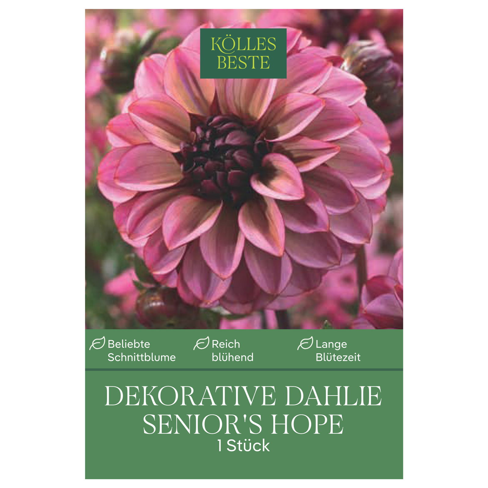 Kölles Beste Blumenknolle, Dekorative Dahlie 'Senior's Hope'