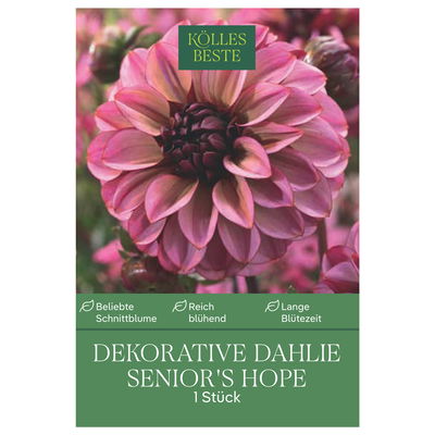 Kölles Beste Blumenknolle, Dekorative Dahlie 'Senior's Hope'