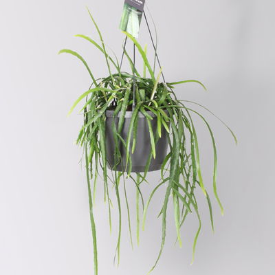 Blattkaktus, Ampeltopf-Ø 17 cm, Höhe ca. 40 cm