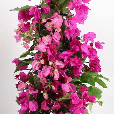 Bougainvillea, Pyramide Duo, Farben zufällig, Topf-Ø 19 cm, Höhe ca. 60-70 cm
