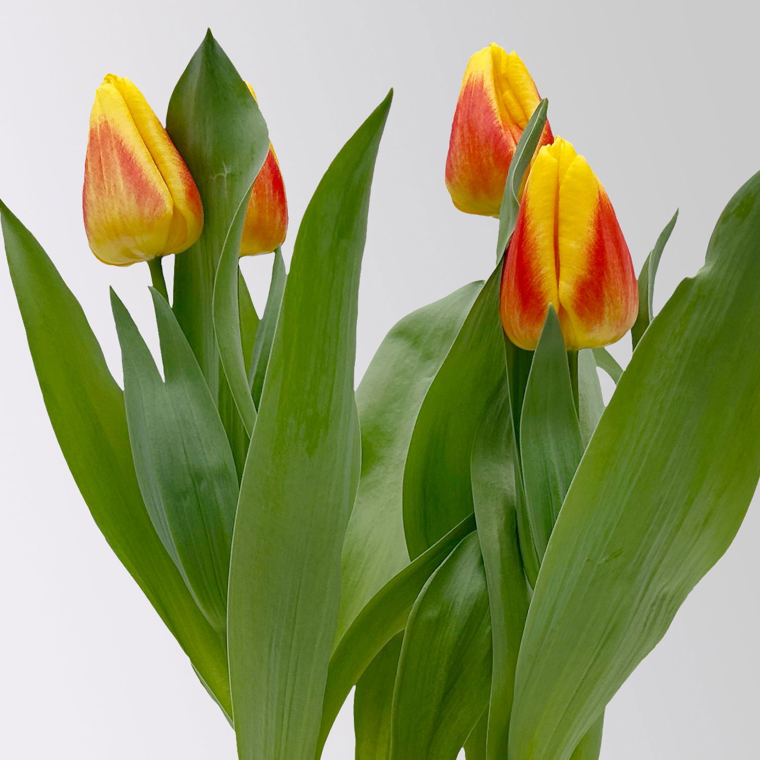 Tulpe gelb, vorgetrieben Topf-Ø 10 cm, 6 Pflanzen