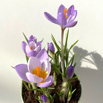 Wildkrokus, lila, Topf-Ø 10,5 cm, 6 Pflanzen
