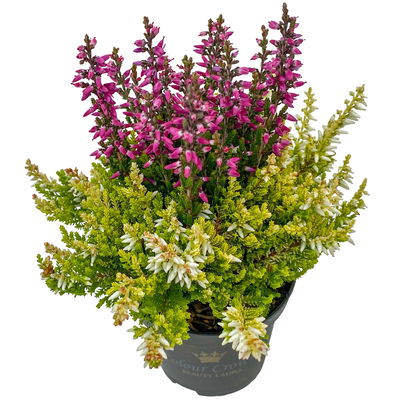 Knospenheide 'Colour Crown®', Farben zufällig, Topf-Ø 6 cm, 12 Pflanzen Knospenheide 'Colour Crown®', Farben zufällig, Topf-Ø 6 cm, 12 Pflanzen