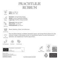 Kölles's Beste Lilie Rubrum, rosa/weiß, Größe 18/20, 2 Blumenknollen