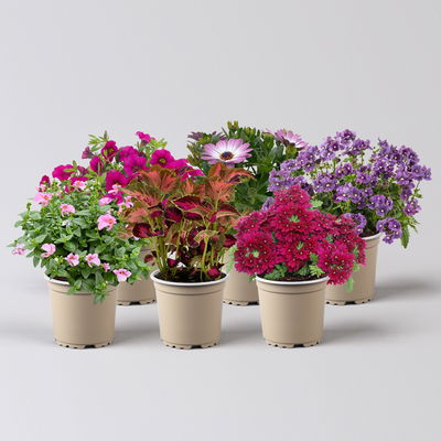 Pflanzenkreation 'Lillet Wild Berry', 6 Pflanzen