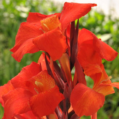 Canna 'Wyoming', hellrot, dunkellaubig, Topf-Ø 17 cm, 2 Pflanzen