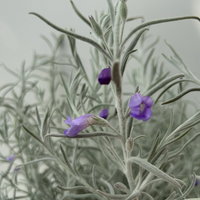 Emustrauch, lila, Topf-Ø 14 cm, 4 Pflanzen