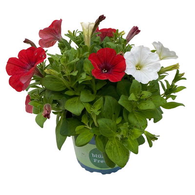 Hänge-Petunie 'Duo' zweifarbig, Topf-Ø 14 cm, 4er-Set