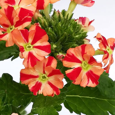 Eisenkraut zweifarbig, Topf-Ø 12 cm, 6 Stück