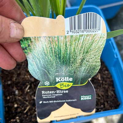 Bio Riesen-Rutenhirse 'Northwind', Topf 5 Liter, Wuchshöhe ca. 170-180cm