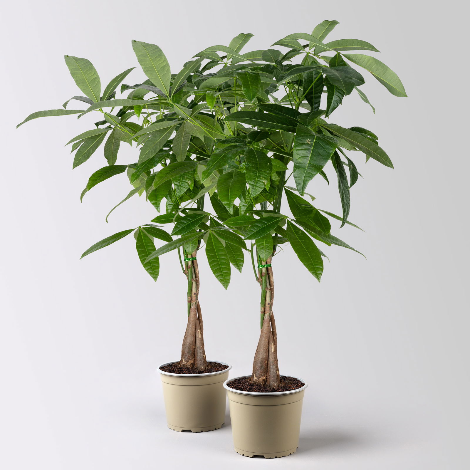 Glückskastanie, Topf-Ø 17 cm, Höhe ca. 60 cm, 2 Pflanzen Glückskastanie, Topf-Ø 17 cm, Höhe ca. 60 cm, 2 Pflanzen