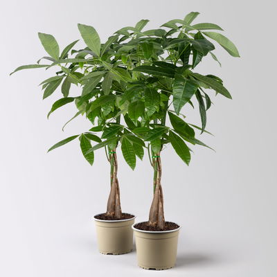 Glückskastanie, Topf-Ø 17 cm, Höhe ca. 60 cm, 2 Pflanzen Glückskastanie, Topf-Ø 17 cm, Höhe ca. 60 cm, 2 Pflanzen