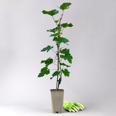 Kernlose Tafeltraube 'Venus®'