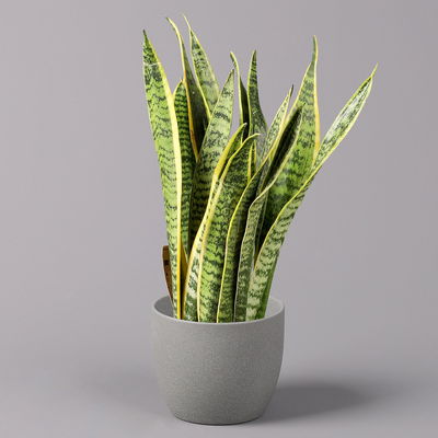Bogenhanf, TopfØ 12 cm, Höhe ca. 3545cm, 3erSet kaufen PflanzenKölle