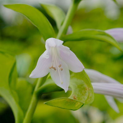 Bio Funkien 'Stained Glass' hellviolett, Topf 11x11 cm, 3 Pflanzen