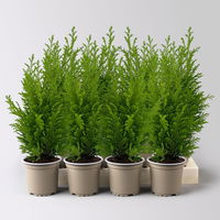Gelbgrüne Kegelzypresse 'Ellwood's Empire', Topf-Ø 9 cm, 8 Pflanzen