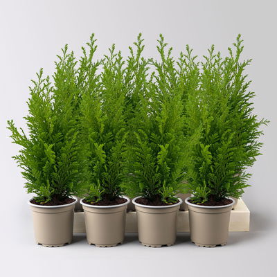 Gelbgrüne Kegelzypresse 'Ellwood's Empire', Topf-Ø 9 cm, 8 Pflanzen Gelbgrüne Kegelzypresse 'Ellwood's Empire', Topf-Ø 9 cm, 8 Pflanzen