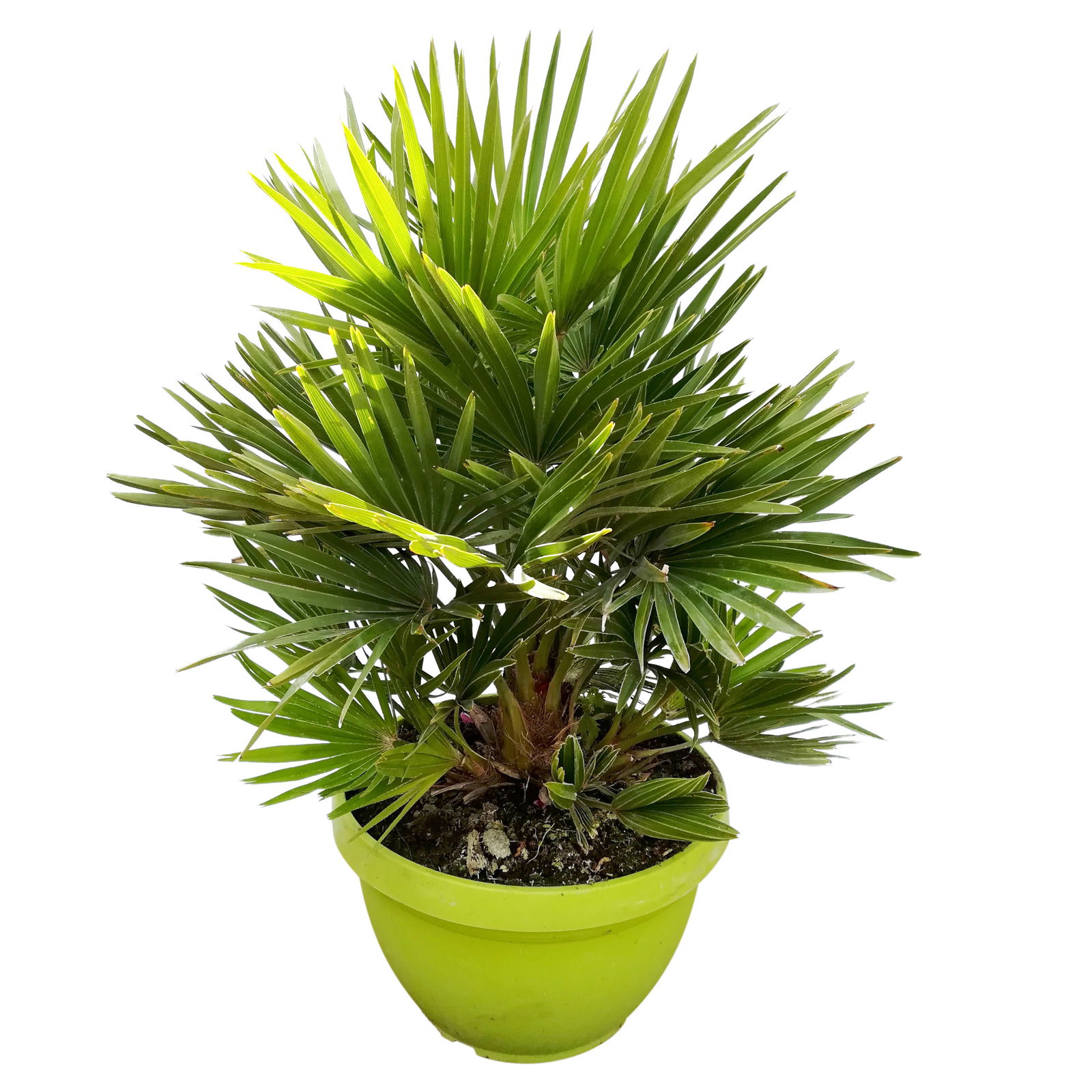 Chamaerops humilis 'Sicilia', Topf-Ø 24 cm, Höhe ca. 60 cm