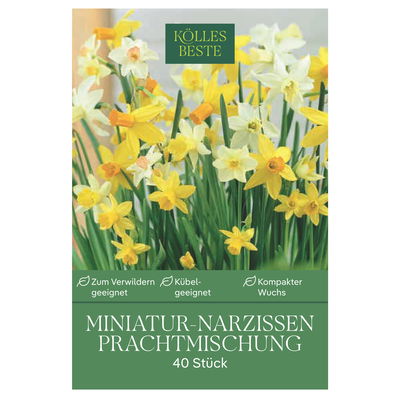 Zwerg-/Miniaturnarzissen Prachtmischung, 40 Blumenzwiebeln Zwerg-/Miniaturnarzissen Prachtmischung, 40 Blumenzwiebeln