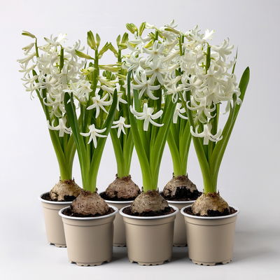 Hyazinthe weiß, vorgetrieben, Topf-Ø 9 cm, 6 Pflanzen