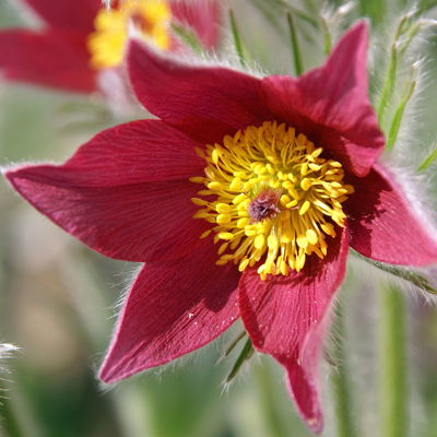 Küchenschelle, Farben zufällig, Topf-Ø 13 cm, 6 Pflanzen Küchenschelle, Farben zufällig, Topf-Ø 13 cm, 6 Pflanzen