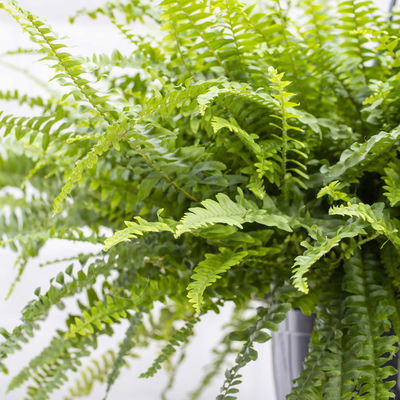 Schwertfarn in Topf Dallas, Topf-Ø 17 cm, Höhe ca. 30 - 45 cm Schwertfarn in Topf Dallas, Topf-Ø 17 cm, Höhe ca. 30 - 45 cm