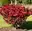 Euonymus