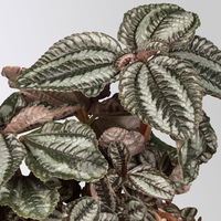 Grünpflanzen-Set Urban Jungle, dunkellaubig, Topf-Ø 12 cm, 4 Pflanzen