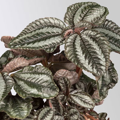 Grünpflanzen-Set Urban Jungle, dunkellaubig, Topf-Ø 12 cm, 4 Pflanzen