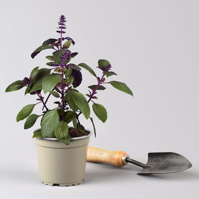 Bio Strauchbasilikum 'African Blue', Topf-Ø 12 cm Bio Strauchbasilikum 'African Blue', Topf-Ø 12 cm