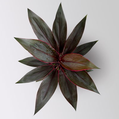 Grünpflanzenkreation Keulenlilien-Dreierlei, Topf-Ø 12 cm, 3 Pflanzen