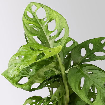 Monstera adansonii mit Topf Dallas grün,gl.blau,weiß, Topf-Ø 12 cm, 3 Pflanzen Monstera adansonii mit Topf Dallas grün,gl.blau,weiß, Topf-Ø 12 cm, 3 Pflanzen