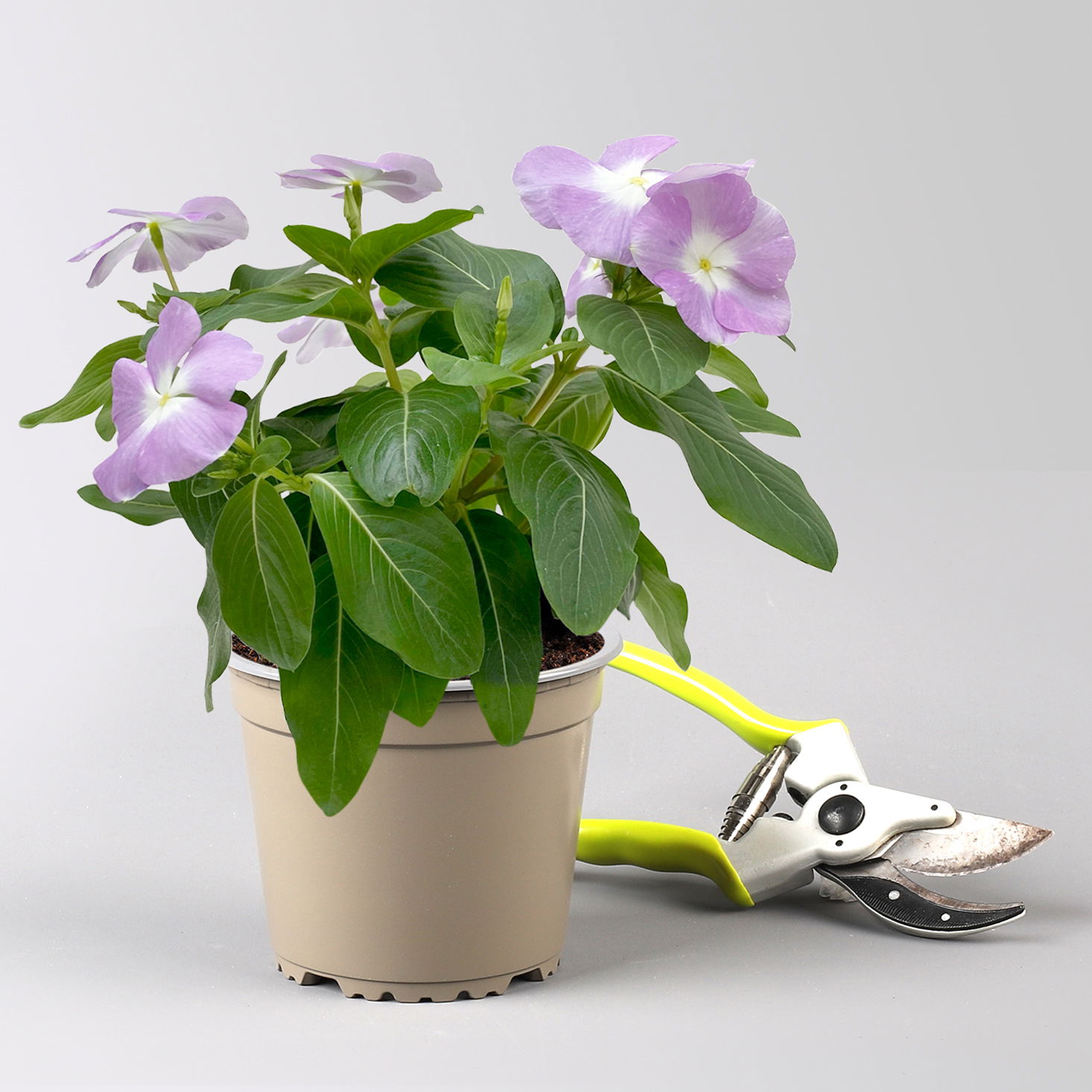 Catharanthus, Farben zufällig, Topf-Ø 13 cm, 6 Pflanzen