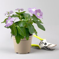 Catharanthus, Farben zufällig, Topf-Ø 13 cm, 6 Pflanzen