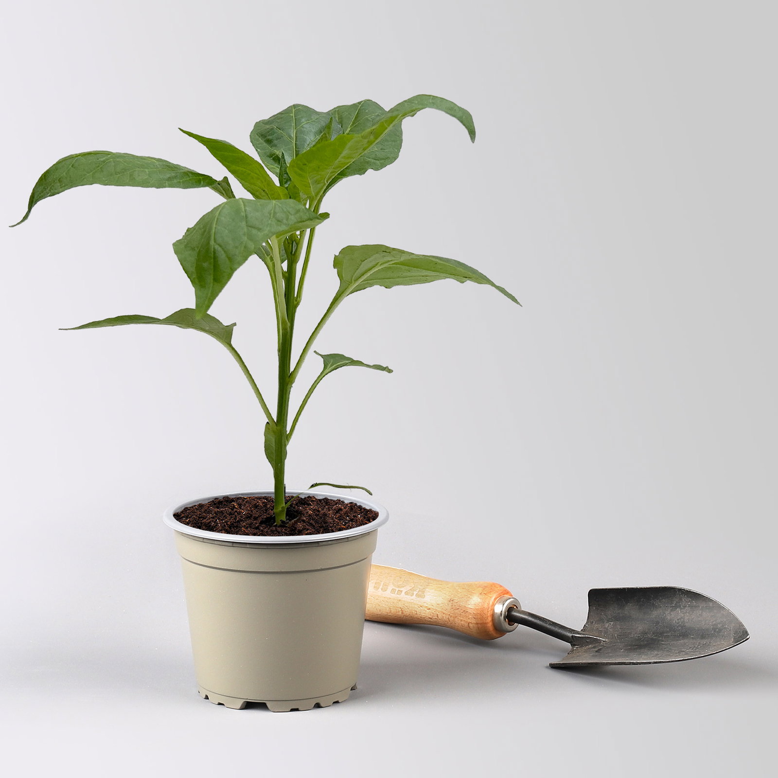 Bio Paprika 'Albaregia', Topf-Ø 12 cm, 3 Pflanzen