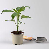 Bio Paprika 'Albaregia', Topf-Ø 12 cm, 3 Pflanzen