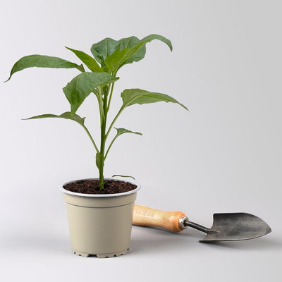 Bio Paprika 'Albaregia', Topf-Ø 12 cm, 3 Pflanzen