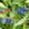 Sibirische Heidelbeeren (Lonicera kamtschatica) 4er-Set, Höhe 25-30 cm, Topf 3 l