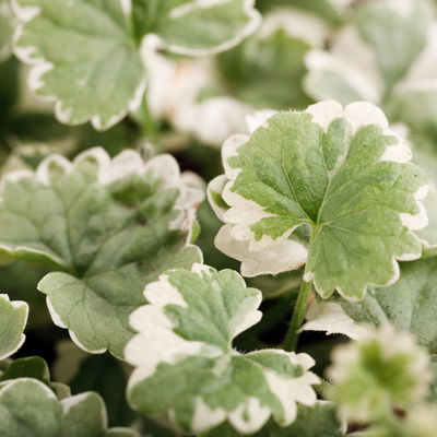 Weißbunter Gundermann 'Variegata' grün-weiß, Topf-Ø 12 cm, 6er-Set