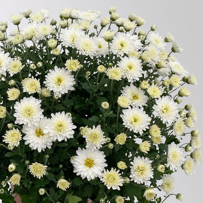 Chrysanthemen, weiß, Topf-Ø 19 cm, 3 Pflanzen Chrysanthemen, weiß, Topf-Ø 19 cm, 3 Pflanzen