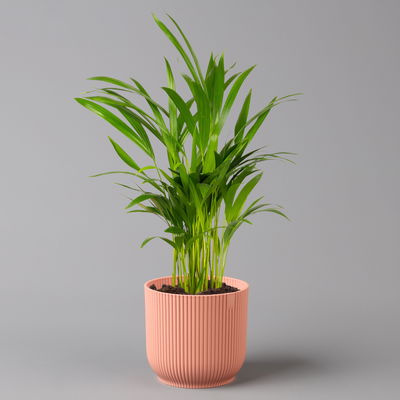 Goldfruchtpalme in Übertopf Vibes rosa, Topf-Ø 13 cm, Höhe ca. 20-30 cm, 2er-Set