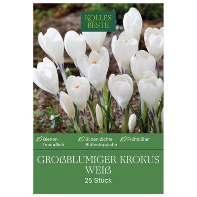 großblumige Krokusse weiß, 25 Blumenzwiebeln großblumige Krokusse weiß, 25 Blumenzwiebeln