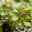 Pflanzenkreation Hortensienzauber, groß, 6 Pflanzen inkl. Erde und Dünger
